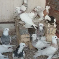 انواع کبوترهای طوقی پاپَربلند سلطانی ب شرط تخم|پرنده|کوخرد هرنگ, |دیوار