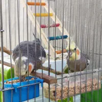 دو عروس هلندی فول اهلی با قفس کاسکویی و وسایل|پرنده|پیرانشهر, |دیوار