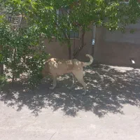 سگ سرابی|سگ|هیر, |دیوار