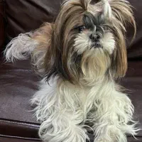 واگذاری سگ پاکوتاه خونگی...