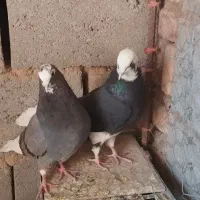 کبوتر ابلاغ