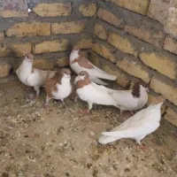 ۶عددشصتی ۳تا نر ۳ماده|پرنده|تاکستان, |دیوار