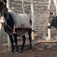 الاغ ماده با کره ماده