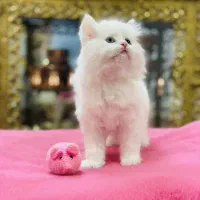 اسکاتیش و بریتیش
