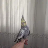 عروس هلندی|پرنده|شاهدشهر, |دیوار