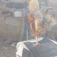 خروس|حیوانات مزرعه|سمنان, |دیوار