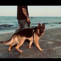سگ ژرمن شپرد مو کلاسیک