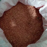 فروش گندم بذری