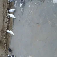 به ضمانت پرش