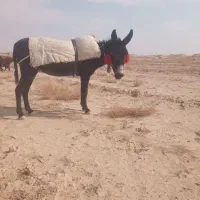 خر الاغ گله ای