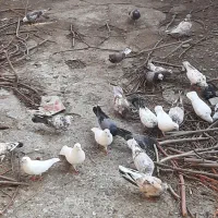 فروش تمام کبوتر ها یک جا|پرنده|نقده, |دیوار