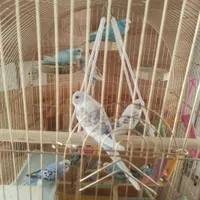 فروش مرغ عشق بصورت تک و تعداد بالا|پرنده|سردشت, |دیوار