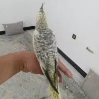 عروس هلندی|پرنده|شیراز, قلعه شاهزاده بیگم|دیوار
