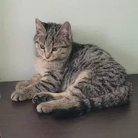 واگذاری گربه ماده کوچولوی خوشگل dsh