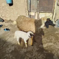 میش و بره|حیوانات مزرعه|زاگرس, |دیوار