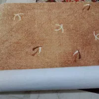 پادری