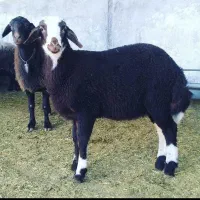 پخش پخش دام زنده و بهداشتی مغان کردستان