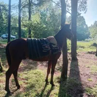 اسب فروشی|اسب و تجهیزات اسب‌سواری|شاندرمن, |دیوار