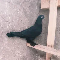 ماده  لوتی چشم سفید خاص. بازیکن