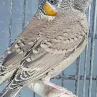 فنچ گلوبریده حنایی
