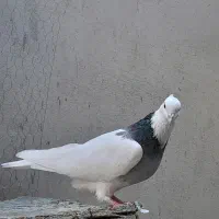 طوقی چند عدد|پرنده|بستان آباد, |دیوار