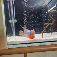 ماهی فلاور هورن تایلندی|ماهی|اصفهان, دشتستان|دیوار