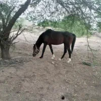 اسب