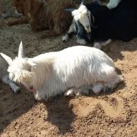 کهره و بره نر