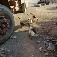 غاز و جوجه