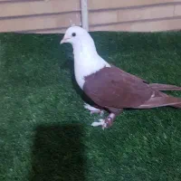 کله سفیدسرخ خونی