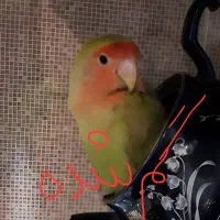 طوطی برزیلی۶ ماهه گمشده مژدگانی بسیاربالا