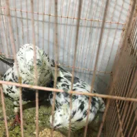 یک جفت چینی عروسک