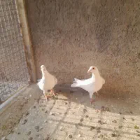 کبوتر|پرنده|ابهر, |دیوار