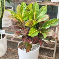 گل کروتن،قیمت تولیدی،گلخانه من|گل و گیاه طبیعی|بیرجند, |دیوار