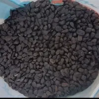 تخمه افتابگردان روغنی