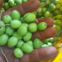 زیتون|خوردنی و آشامیدنی|رشت, منظریه|دیوار