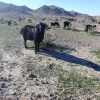 قوچ بزری|حیوانات مزرعه|داراب, |دیوار