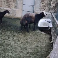 قوچ