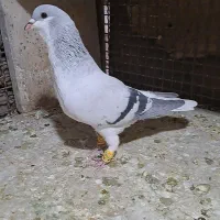 بدرنگ|پرنده|قزوین, |دیوار