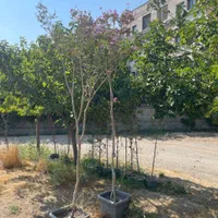 درخت توری|گل و گیاه طبیعی|تهران, مجیدآباد|دیوار