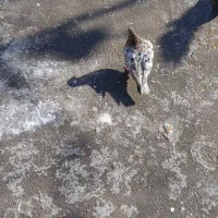 کفتر|پرنده|ضیاء آباد, |دیوار