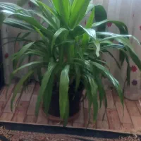 گل وگیاه طبیعی