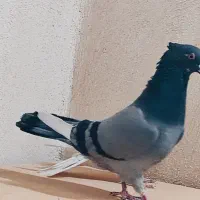 کفتر هم نقش هم پرش|پرنده|بهارستان, |دیوار