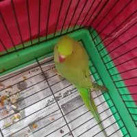 ملنگو جوان|پرنده|رشت, نیکمرام|دیوار