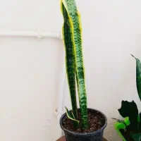 خرید ارزان ۱۳۰|حراج|سرپل ذهاب, |دیوار