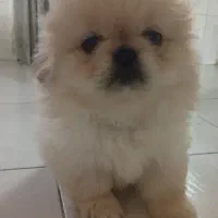 دو عدد پیکینیز