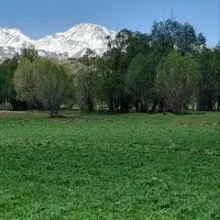 زمین-کشاورز-در-ورودی-دوستلوکندی-باسند-تک-برگ