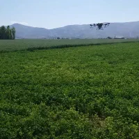 سمپاشی مزارع کشاورزی با پهپاد (پهباد)|خدمات باغبانی و درختکاری|کنگاور, |دیوار