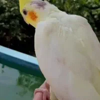 جوجه عروس لوتینو