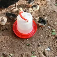 جوجه گلین|حیوانات مزرعه|دهلران, |دیوار